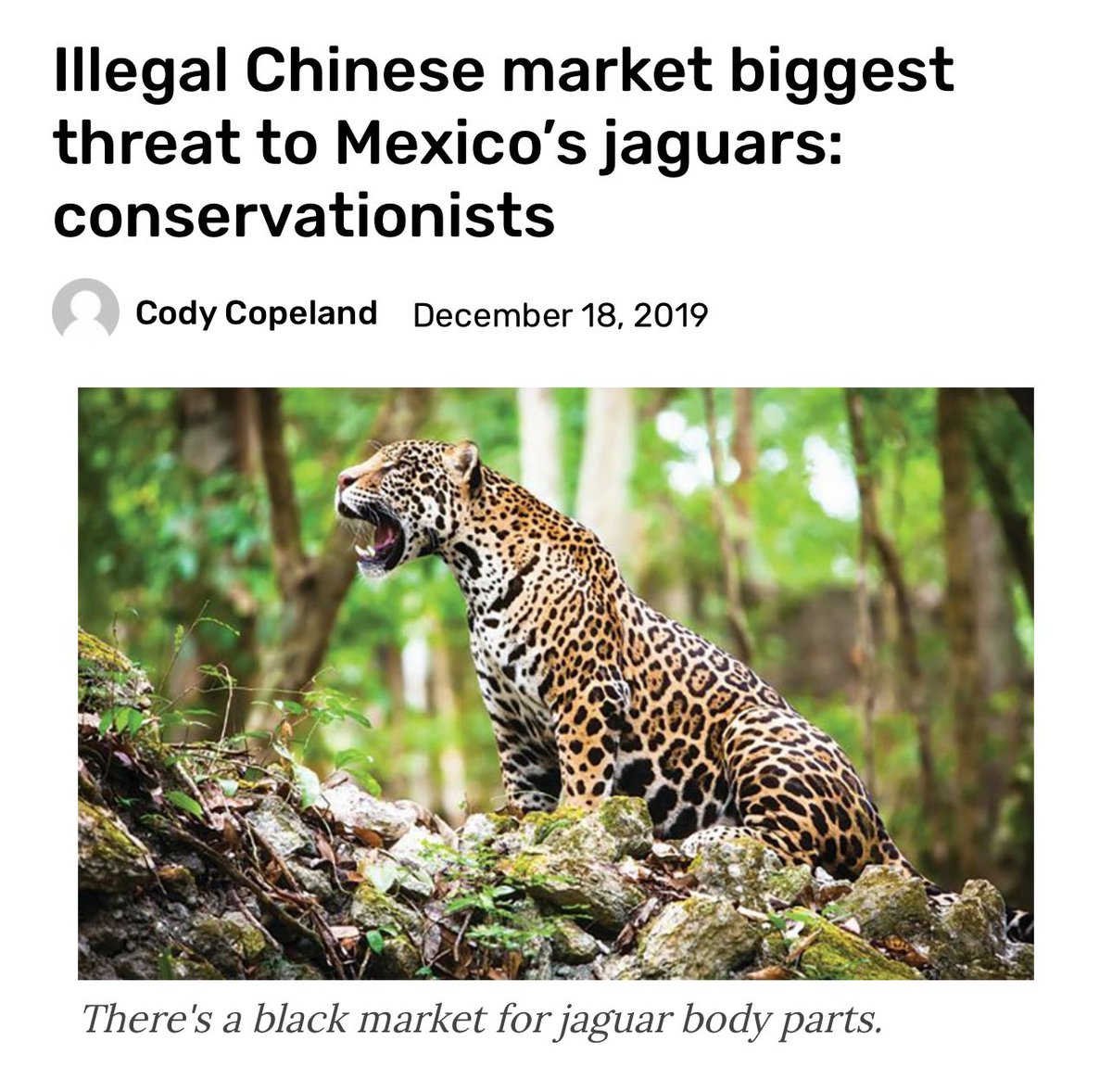 The biggest threat to the survival of Jaguars in Mexico and Latin America?

China.

#China #WildlifeTrafficking 
mexiconewsdaily.com/news/illegal-c…