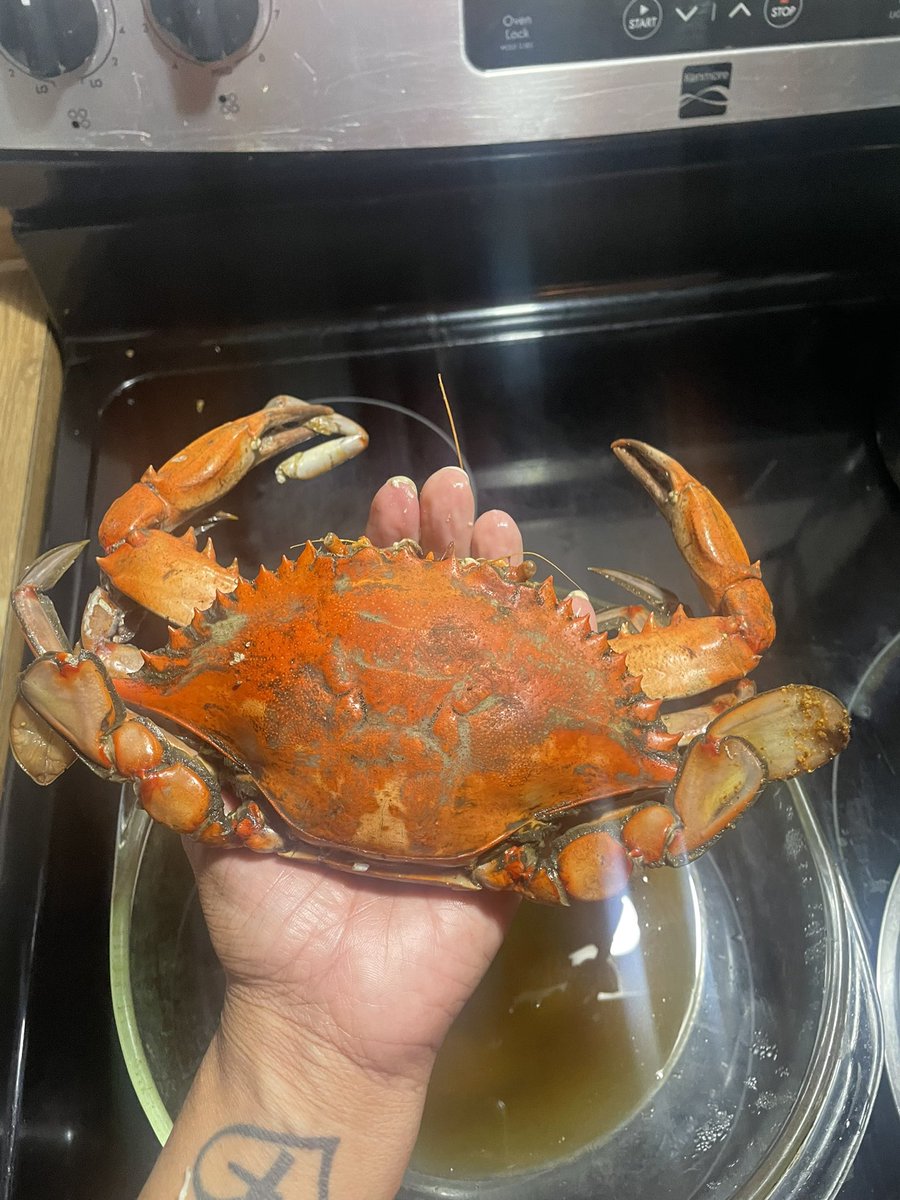 IamJrated's tweet image. Caught these big ones the other day. Prayerfully I can have this same anointing when I go crabbing again! #Funners