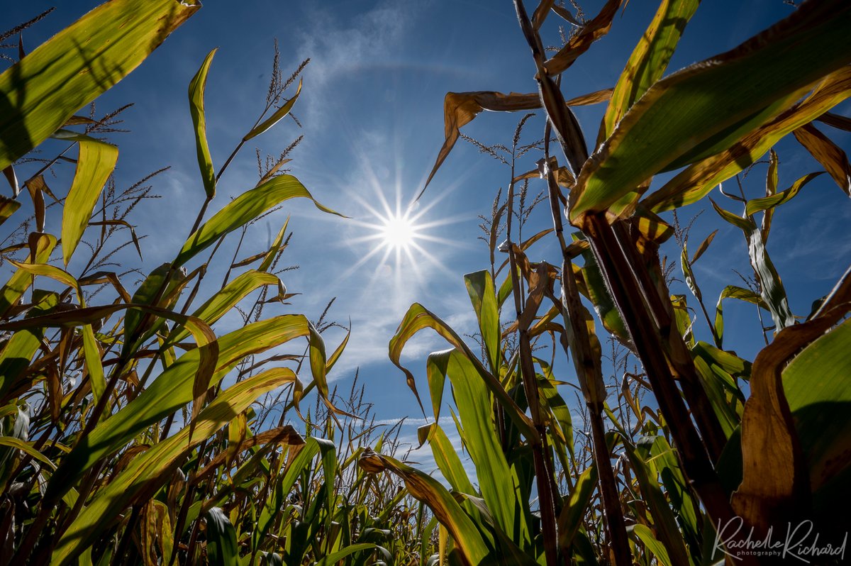 rachrichphoto's tweet photo. Next time you drive by a corn field, imagine me sitting in it cause you never know. #cornfield #farmersfield #anythingfortheshot #shareyourweather #ThePhotoHour @KMacTWN
https://t.co/dn8F8RVmsm https://t.co/wjWVYpDIUb