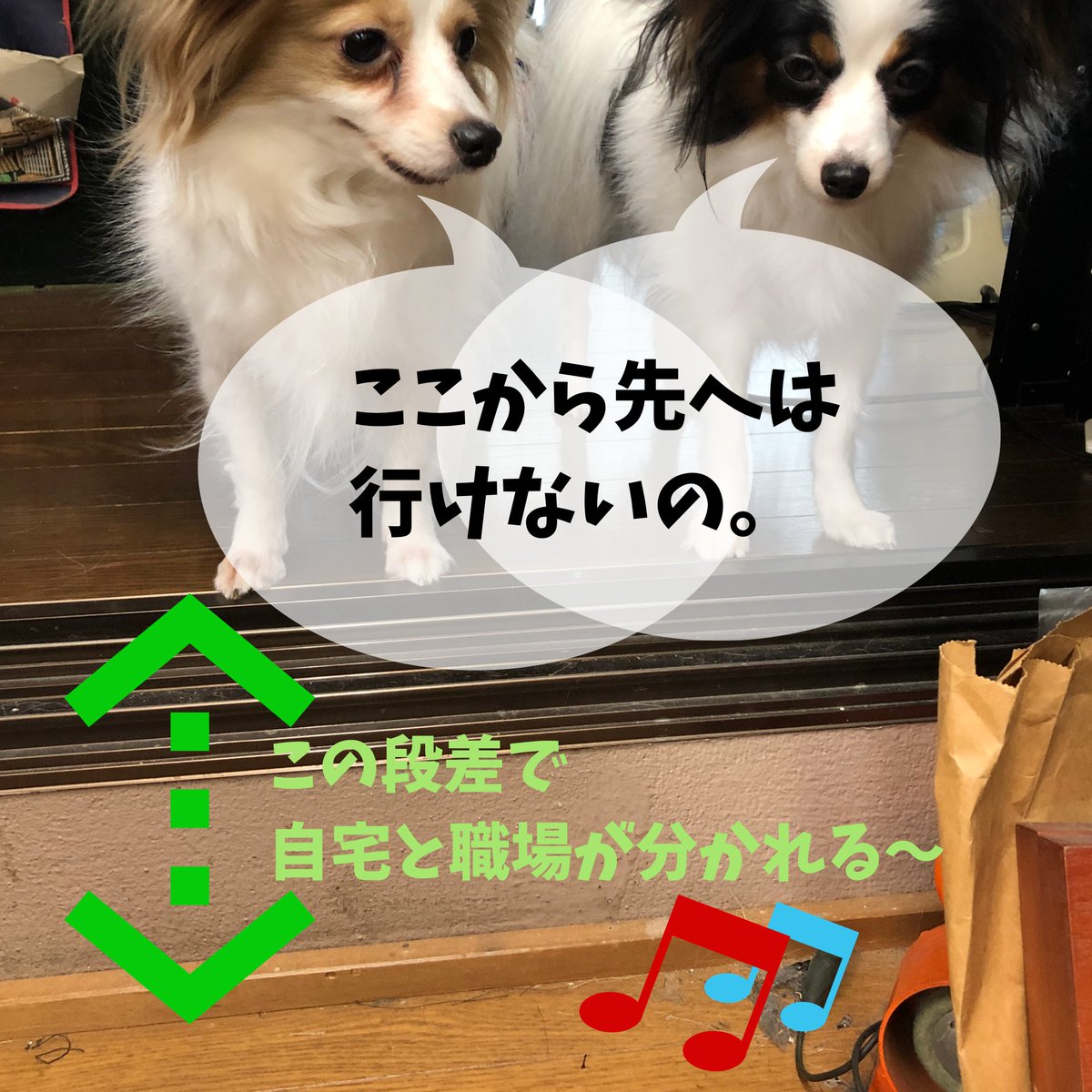 本業も在宅。通勤は階段1段だけ。職場？へはワンコも降りてきません。お利口さん～。
ミシンやアイロンの音がするのが怖いのかもですが。
さて、やるか！コートあと16枚縫わなきゃ！