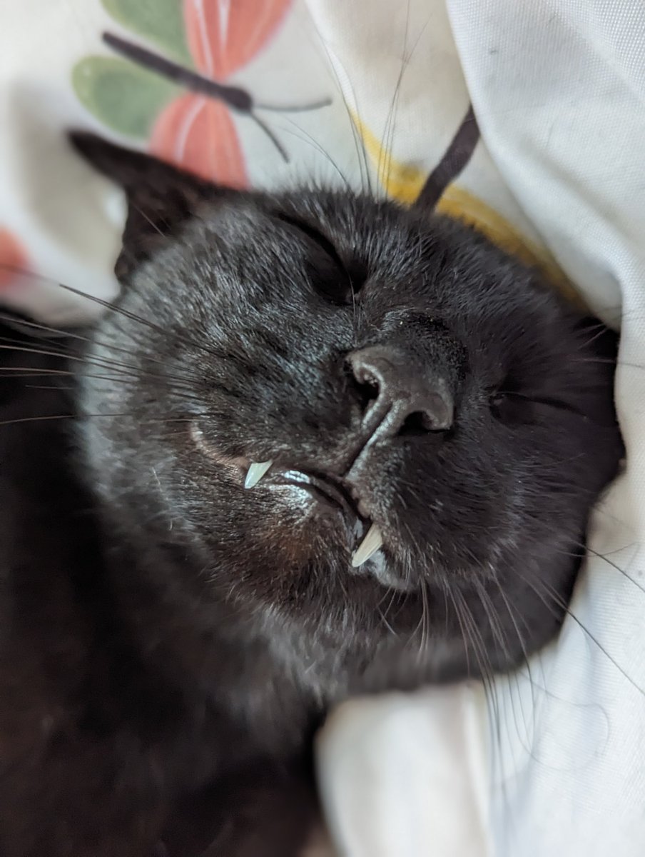 Anythingcomic's tweet image. Look how happy this cat is (he is not my cat but he does spend a lot of time at my house. I love him.).