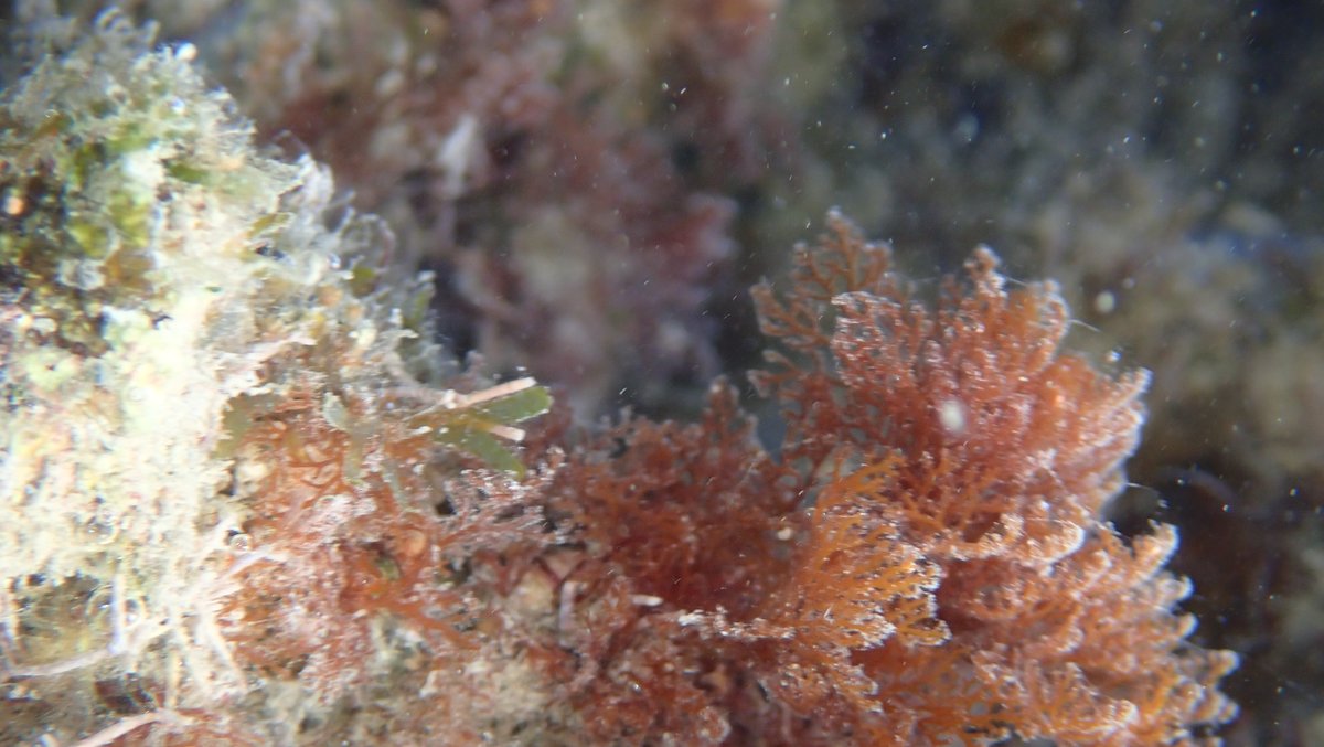 Diving #crocodile and #shark infested waters with #corals, fishes and ghost crabs of #TorresStrait and northern #CapeYork was an adventure. So too was the life of pearlers last century which you can read about here historyoutthere.com/2023/09/24/sec…