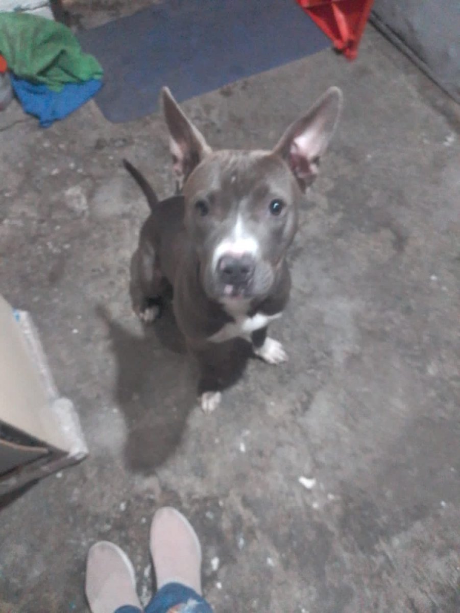 FundacionToby's tweet photo. Urge Ht amigos, tiene 11 meses, su dueño murió y la quieren sacar a la calle!

Plis plis urge https://t.co/uQxmtut3RR