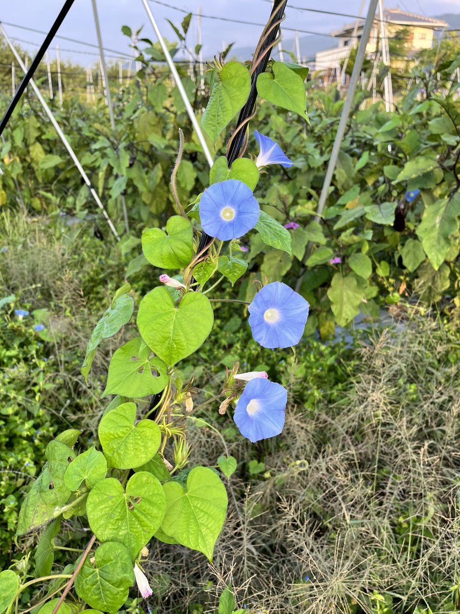 おはようございます☀
畑に覚えのない朝顔が😅

可愛いですが🌸ナスの樹や支柱に絡んで大変です🤣