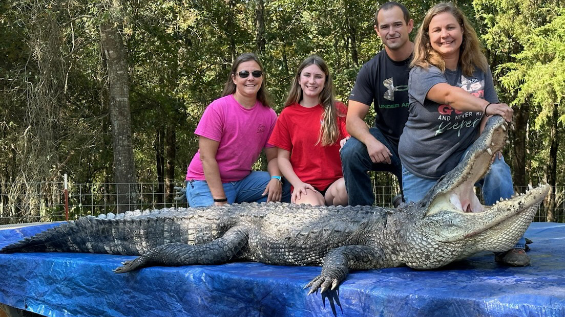 KATVNews's tweet photo. Arkansas hunters tallied 202 legally harvested alligators this gator season, swamping the old record of 174 taken in 2020, according to the Arkansas Game and Fish Commission.
https://t.co/s5eDbRSN8f | #ARnews https://t.co/QG8pDwWFJK