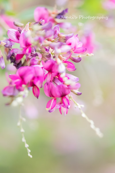 tekutekujunki's tweet photo. .𓈒𓏸
  #萩の花
　　ふわぁ と
　　　軽やかに
　　　
#photography https://t.co/FcoR3ilFjs