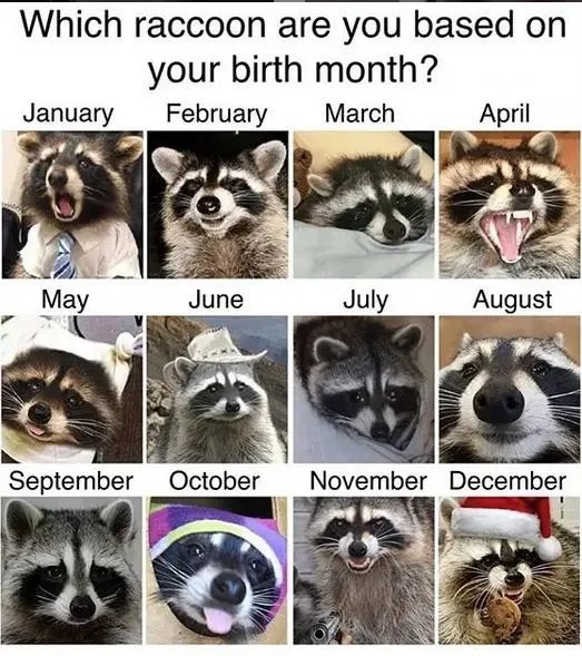 MemzNow's tweet photo. Howdy #Raccoon #REALLYLOVETHOSE #Maybewoulddolove https://t.co/A7WRkRTdux