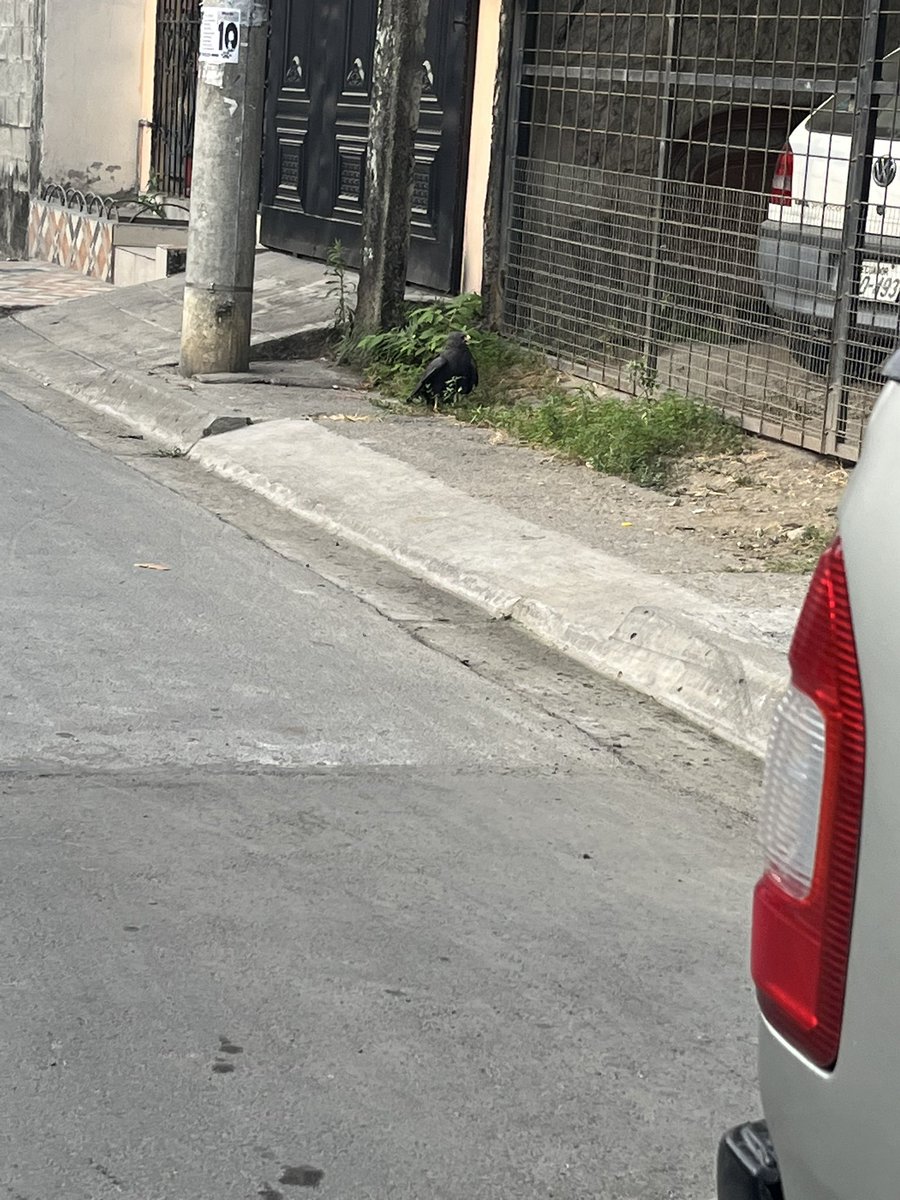 mape94's tweet photo. En las manzana 50 de las orquídeas se encuentra lo que parece ser una águila y se encuentra herida.
@alcaldiagye @RescateAnimalEC @EmergenciasGye 
Por favor alguna entidad que pueda rescatarla. https://t.co/VBXwusKXIN