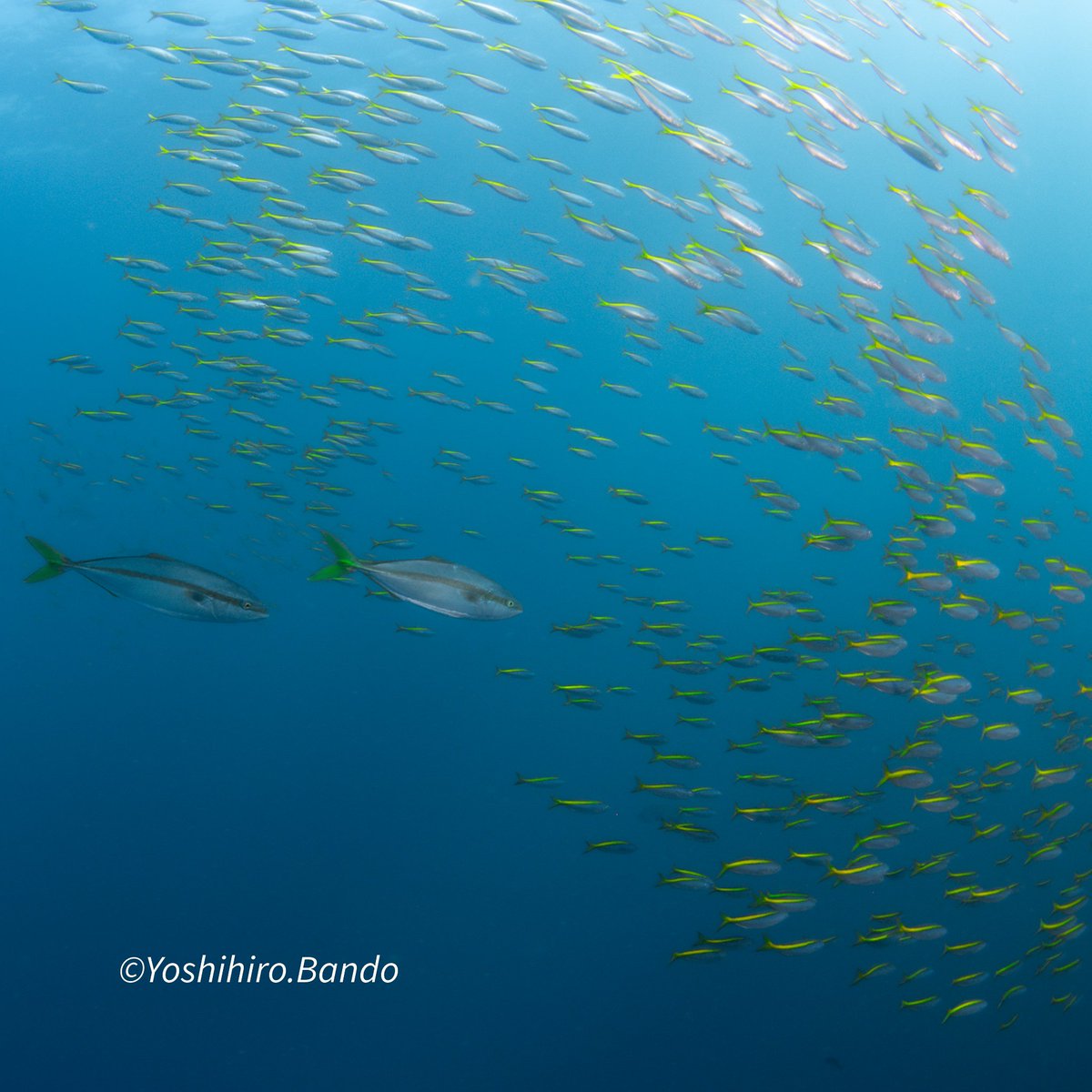 banchan12's tweet photo. 秋になり、水中も生き物たちが躍動してまーす。泳いだ泳いだ脚攣った(笑)
#伊東 #白根 #水深12m #透明度10m #Diving #水中ワイド #underwater_Photo #Nikon #D850 #z330 #fisheye15mm @ito_diving_service https://t.co/R5tABdj7nS