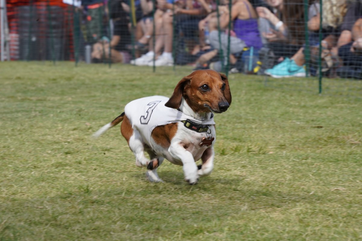 A fan fave: the Weiner Dog Races 🐾🌭

Cheer on your favorite pup during this year's Four Peaks Oktoberfest! The race will be held on Oktober 15th. 

See the full weekend lineup and purchase tickets when you click the link in bio!