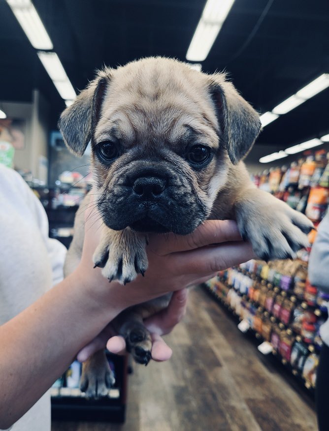We’re honoured that first time shopper Zayda popped in for a visit 😊 🐶!
#cutecustomeralert #zayda #cutepuppy #firsttimeshopper #yeg #edmonton #northside #dogsofinstagram #puppiesofinstagram #petvalu #loveliveshere ❤️ 🐾 #puppiesofX
