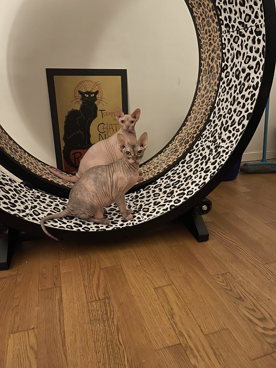 SphynxWisdom's tweet photo. Nova and Scout #Sphynx Team Up to Defeat #Feline #Asthma leave us a 👍❤️ to show support 😻😻❤️🩹
https://t.co/6s1GWmph54
#cats #catsofyoutube #CatsofTikTok #catsofinstagram #onefastcat https://t.co/1iCV6xVgWt