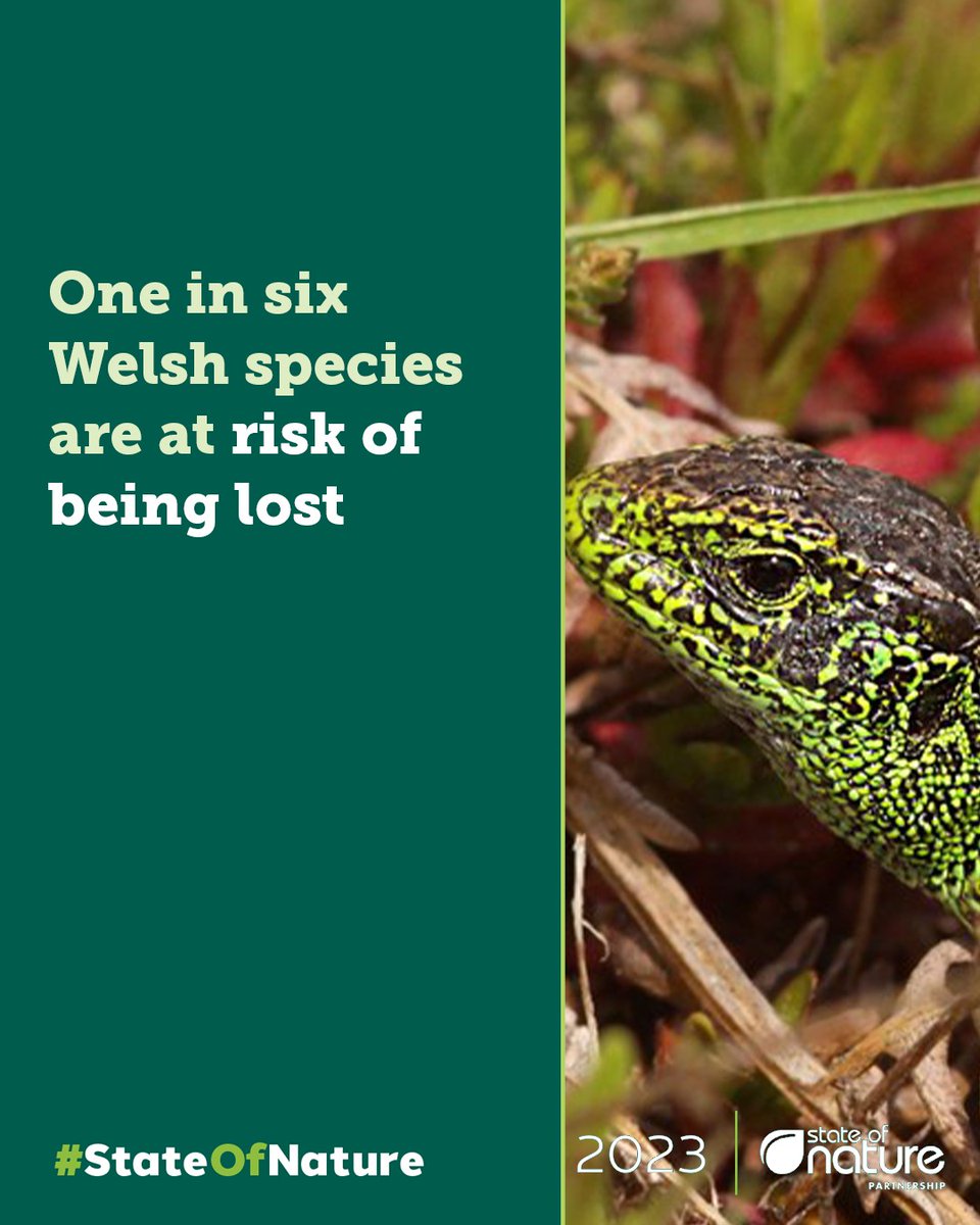 The new #StateOfNature 2023 report reveals the devastating scale of nature loss across Wales and provides a detailed picture of how nature is faring and what is needed to fix it. 🌱 60 organisations are now calling for urgent action across Wales.👇 stateofnature.org.uk/countries/wale…