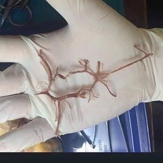 bonbon miel tweet media