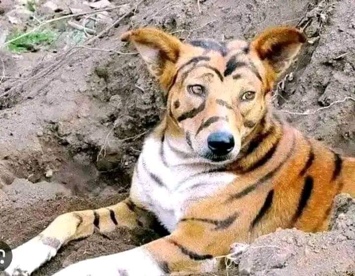 😂😂😂😂😂😂😂😂😂😂😂😂😂

Police from Anambra State command are looking for a middle aged man by name, Samuel Okafor from Awka, the state capital, for painting a dog in tiger's colours to scare away Palmpay loan recovery officers.
#gainwithme 
#BBNaijaAllStars