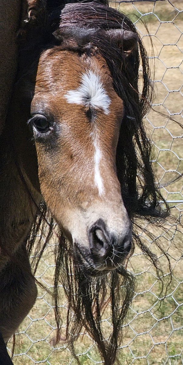 VThoroughbreds's tweet photo. Just born is this cheeky filly by @DarleyAus 1st season sire #VictorLudorum from the family of Group 1 winners #Delectation & #Artorius
@noblebend @LKManno https://t.co/R8B2rxHvpH