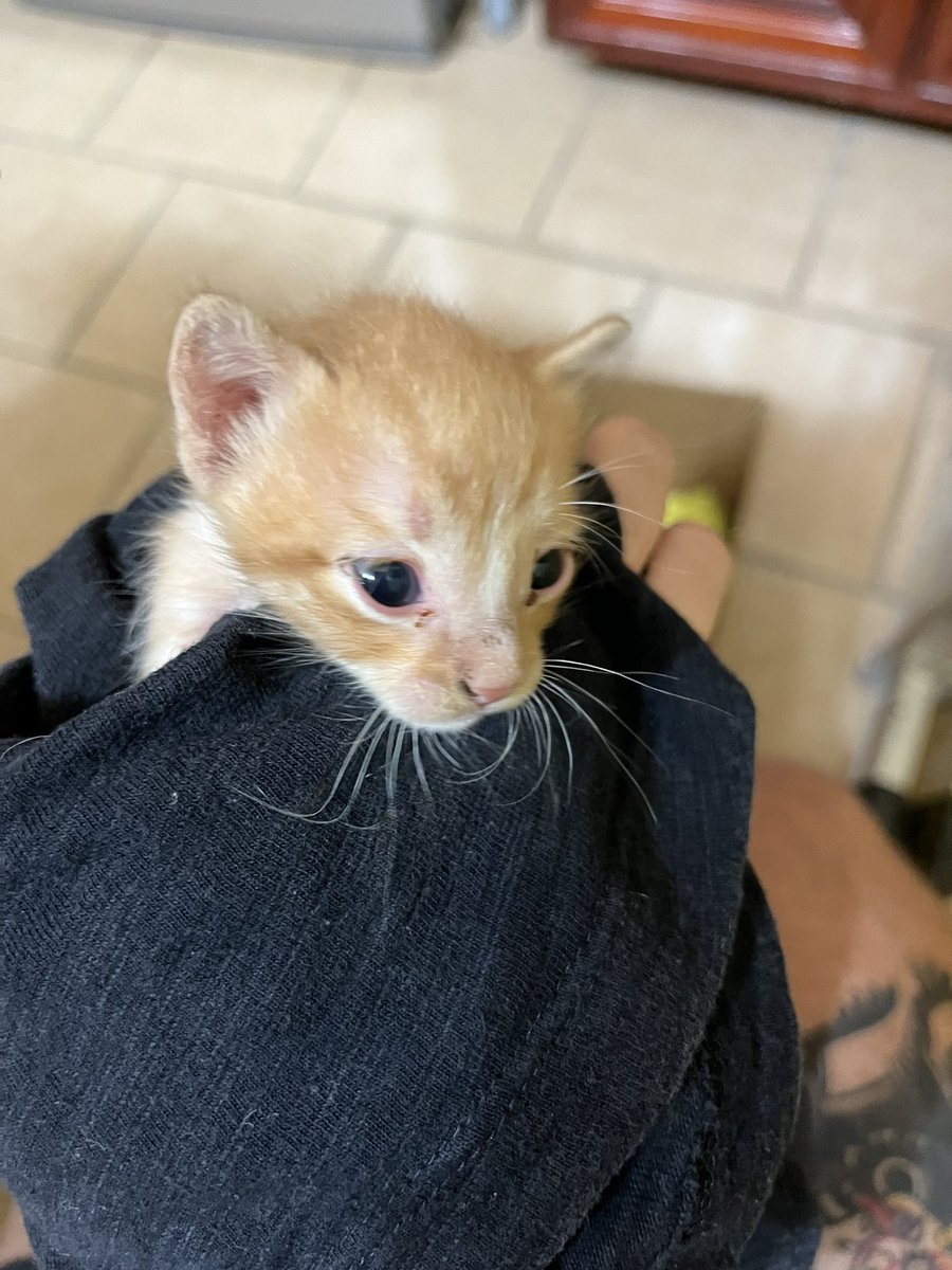 ACoronao18's tweet photo. Adóptenme a los gatitos ándenle. Son rechulos, tiernos y hermosos. https://t.co/lUfZKiT92G
