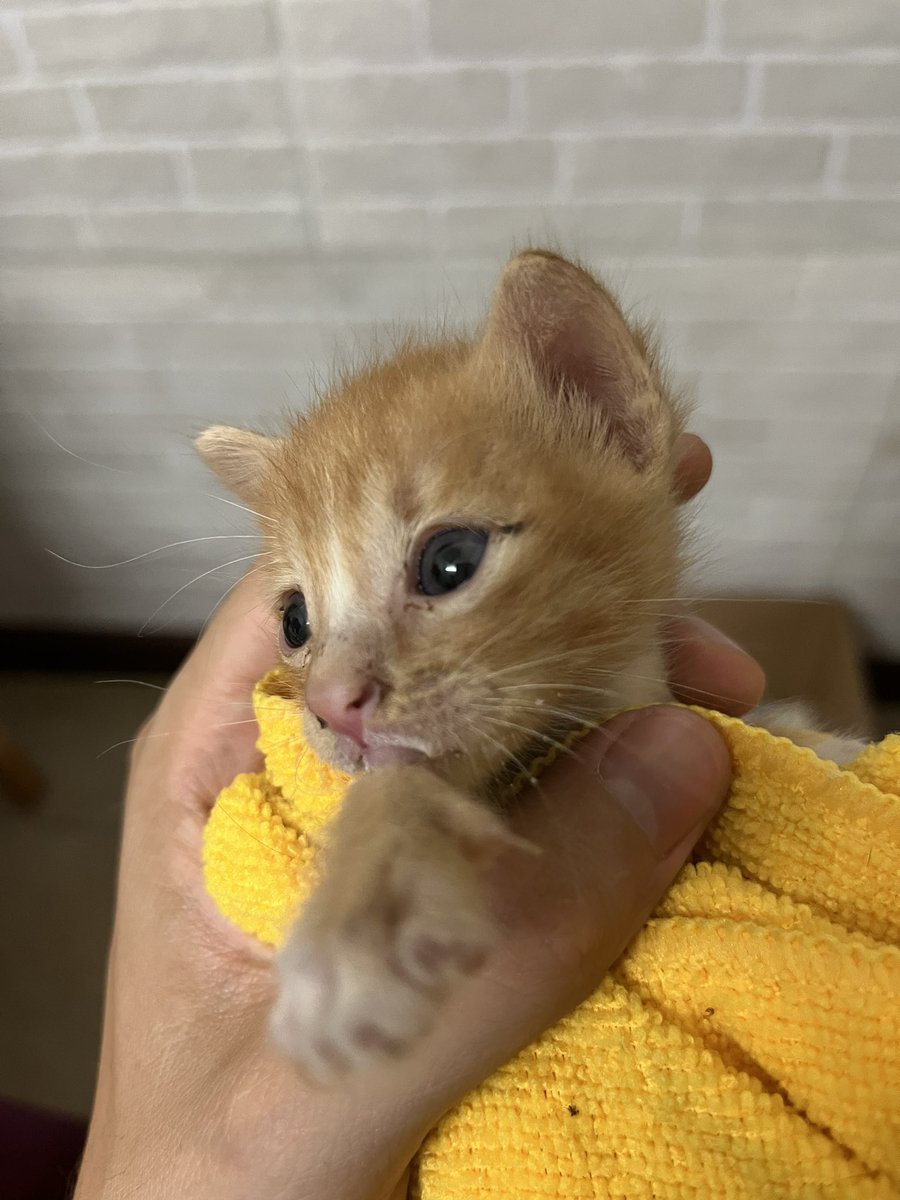 ACoronao18's tweet photo. Adóptenme a los gatitos ándenle. Son rechulos, tiernos y hermosos. https://t.co/lUfZKiT92G