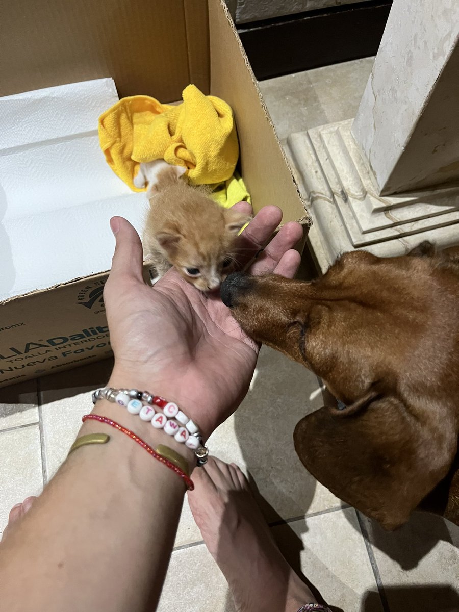 ACoronao18's tweet photo. Adóptenme a los gatitos ándenle. Son rechulos, tiernos y hermosos. https://t.co/lUfZKiT92G