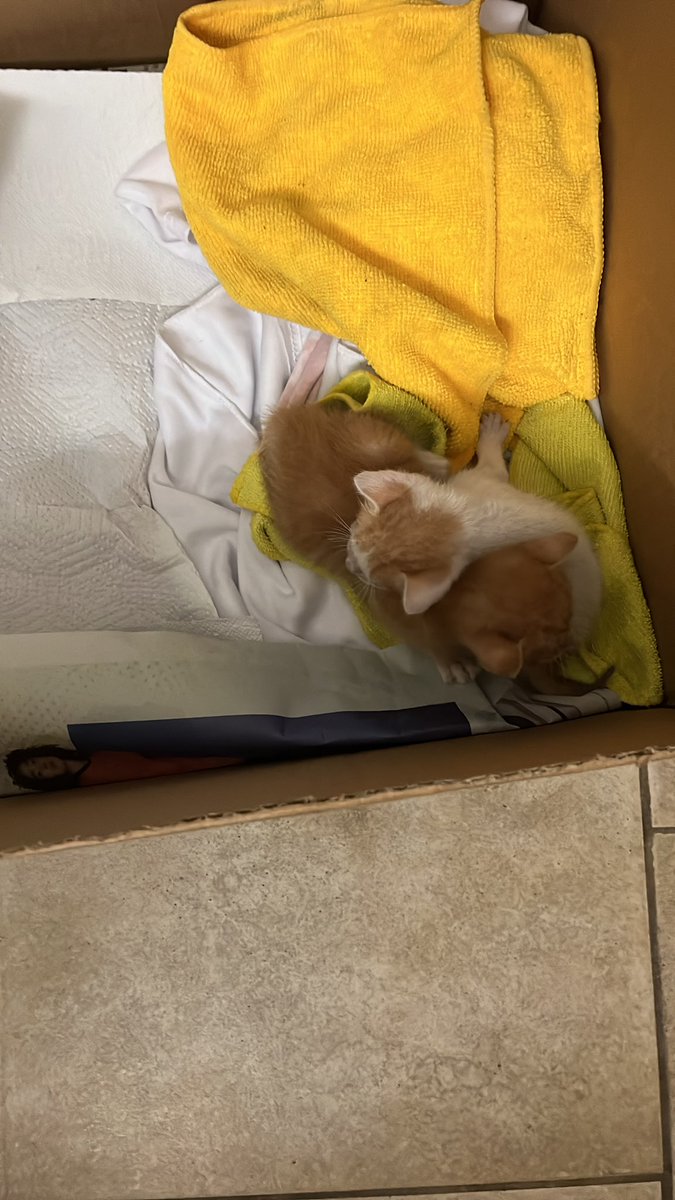 ACoronao18's tweet photo. Adóptenme a los gatitos ándenle. Son rechulos, tiernos y hermosos. https://t.co/lUfZKiT92G