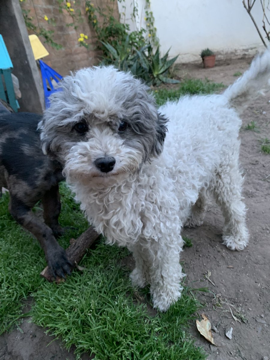 Lleve a Chiquito a la veterinaria y me preguntaron si era gris o si sólo era mugre