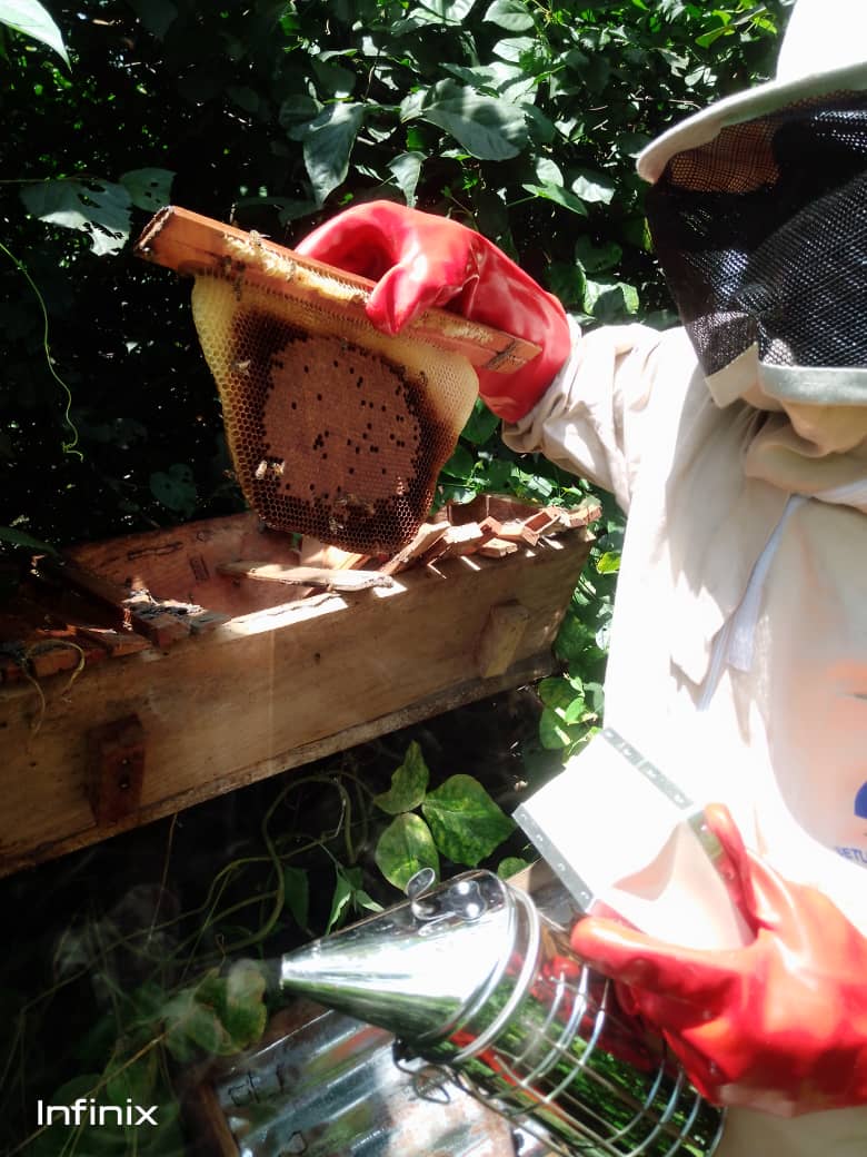 SetlinkFinance's tweet image. Preliminary harvest of Honey in SETLINK SACCO Beekeeping Demonstration farm in MUGWO PAYAM.

More Beehives are needed by Farmers in MUGWO PAYAM.