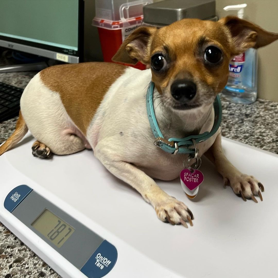 dog_rates's tweet photo. This is Marshmallow. She was rescued from terrible hoarding conditions last year. Extreme neglect left her morbidly obese at 16.4 lbs. She couldn't walk on her own so she was prescribed a weight loss diet. Today she weighs 7.87 lbs! Now she's technically a mini Marshmallow. 14/10 https://t.co/76aQ6FNUEt