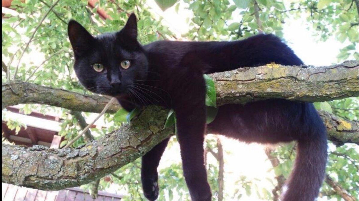 SequionaNeko's tweet photo. Happy Birthday Muffin π
Heute wirst du 10 Jahre π₯³π₯³π₯³
#minipanther #birthdaycat #smileyfront https://t.co/Huxlb79zwC