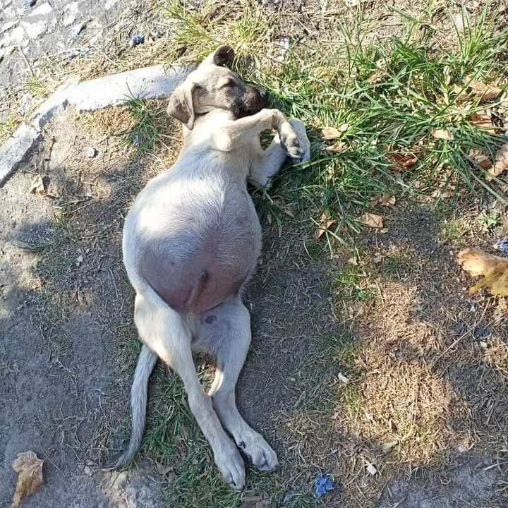 patiarkadas's tweet photo. 57.alay şehitliğinin karşısındaki hediyelik eşya dükkanlarının önünde karni çok şişmiş bir yavru köpek var.
KİM VAR LÜTFEN BİRİ ALSIN ACİL instagram @eceabathayder  ilgilenmeniz mümkün mü 😢🥺

#SokakHayvanlarıSahipsizDeğildir https://t.co/3p37aGd6G4