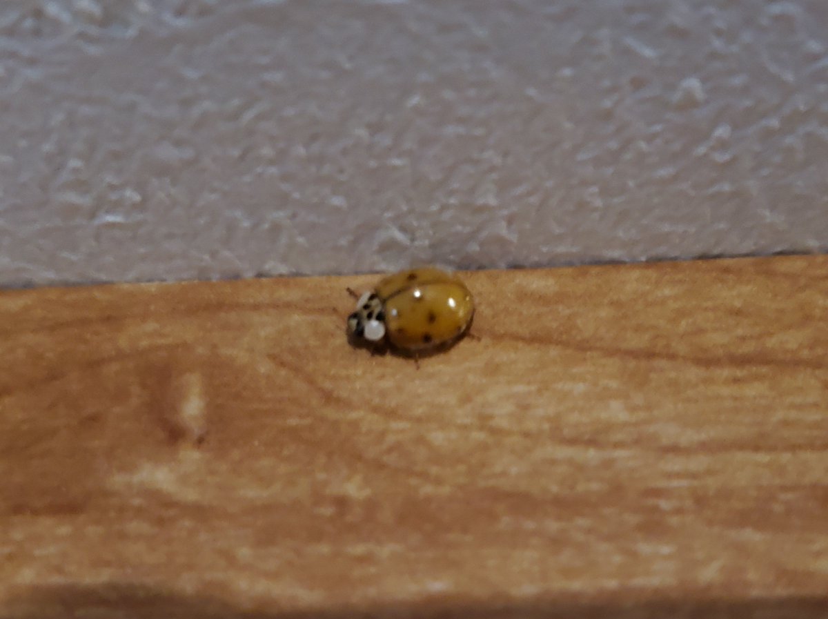 Harvest is a great time of year....except for these buggers!