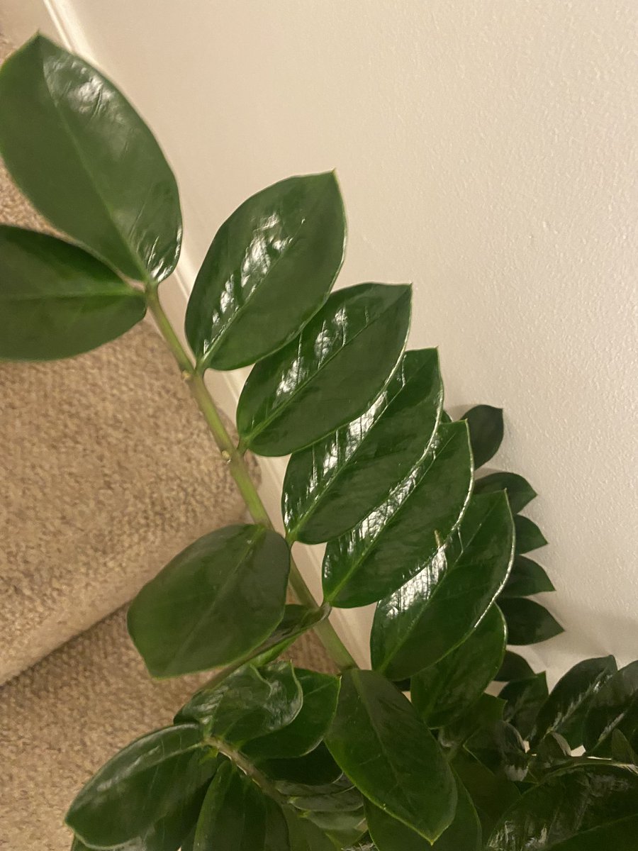 lovethycustomer's tweet photo. @marksandspencer I ordered a plant last week and I’m just not happy with it. Two leaves were missing and there are marks on the stem. I’ve tried to ignore them but I can’t. Apparently plants can’t be returned but this isn’t right? 😕 https://t.co/pwBzLmhowc