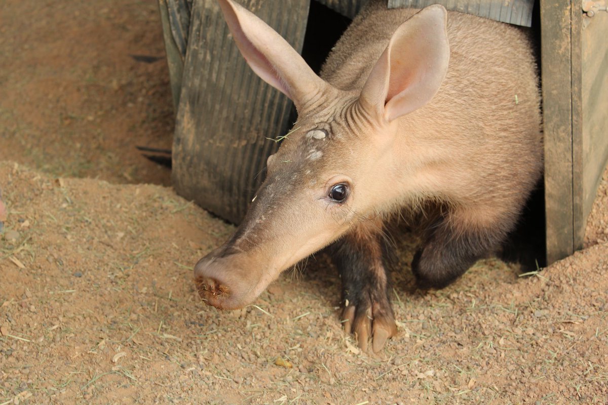 Meet Lady the aardvark.

It costs $79.93 per week and $346.78 per month to feed Lady.

Join our wolfpack to help feed Lady: phoenixzoo.org/support/monthl…