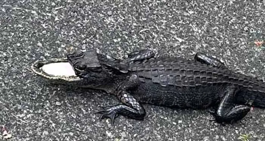 GEZUFSCarLS's tweet photo. Você viu a foto que tem circulado na internet de um jacaré SEM a metade superior da mandíbula? 🐊
Se você pensou que essa era mais uma fake news circulando nas redes, está enganado! 
Essa foto é 100% real e vamos falar sobre ela na nossa primeira #BioThread. Segue o fio! https://t.co/RFDpn5e3dG