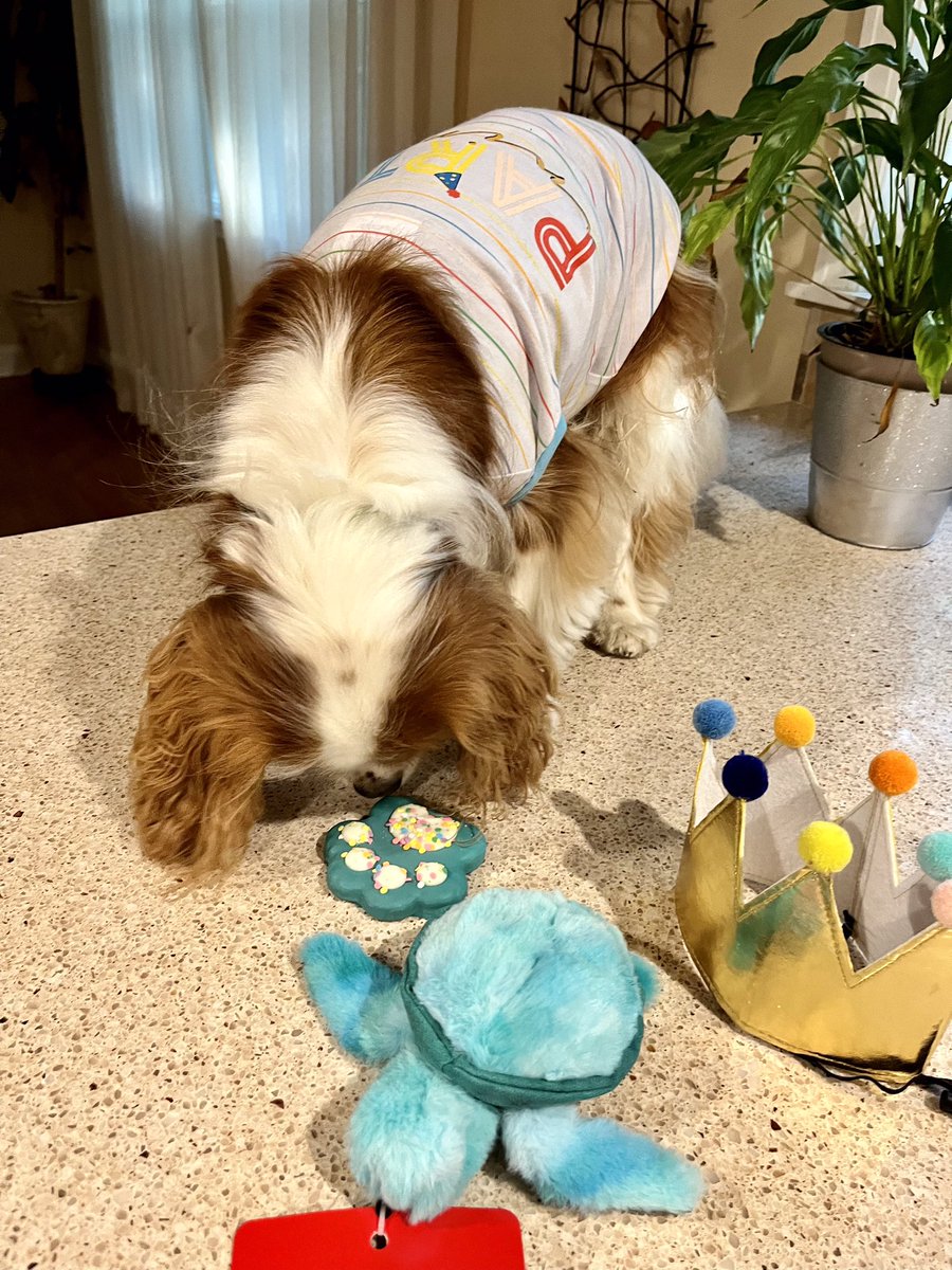 Pippin’s World: #CavPack Luv 🌈HooDad🌈Milo🌈Ms🌹 tweet media