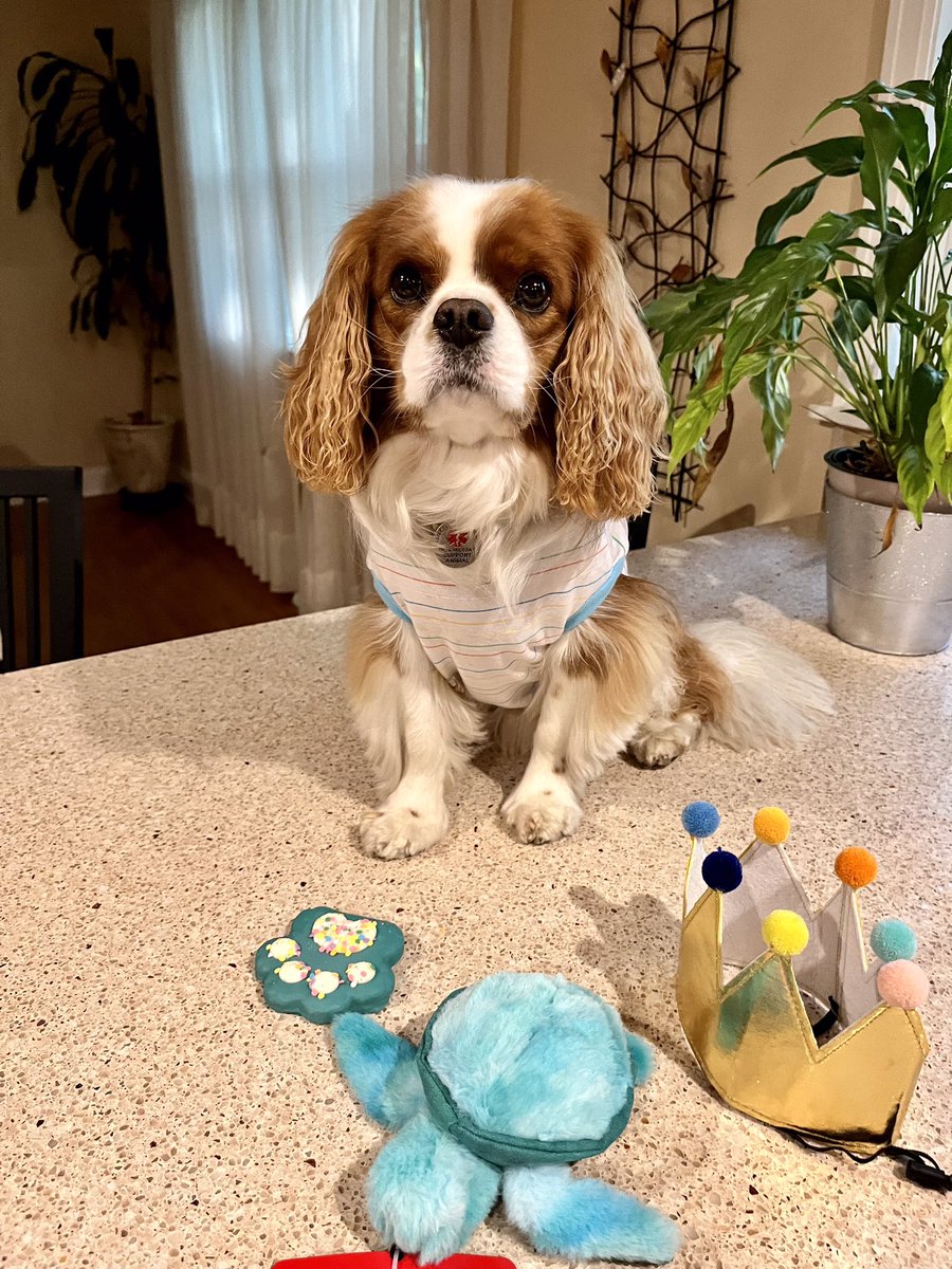 Pippin’s World: #CavPack Luv 🌈HooDad🌈Milo🌈Ms🌹 tweet media