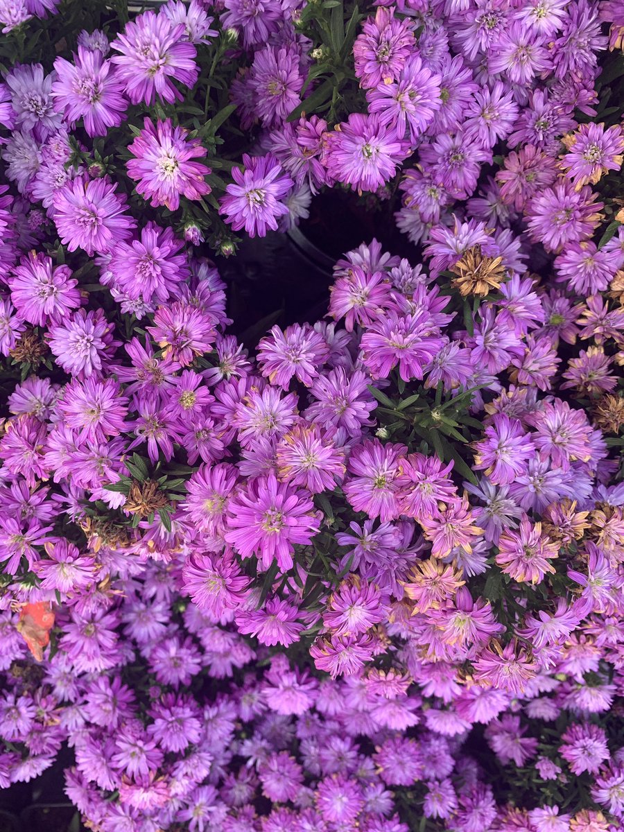 My favorite place ….setting up more beds but I’m going to color coordinate..
I need more pollinator beds and year round flower beds …hence the dahlias, I’ve got enough roses to be honest …
#raisedbeds #GardeningX #vincas #astor #garden #purple