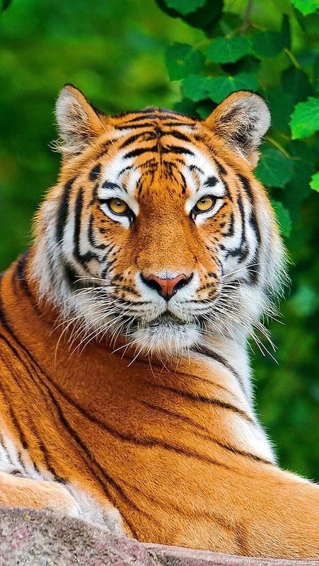 hispanicraiden's tweet photo. mannn why u so tiger….. #alejandrotwdt #alejandrotd #TotalDrama https://t.co/ApMKBUVJ8b