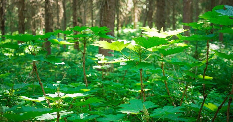 thecsrarena's tweet photo. Traditional Ecological Knowledge (TEK), when properly harnessed, can help the possessor-nations make significant progress towards environmental stewardship. https://t.co/1ygpb8RcIC. https://t.co/YWZ6afE84Q