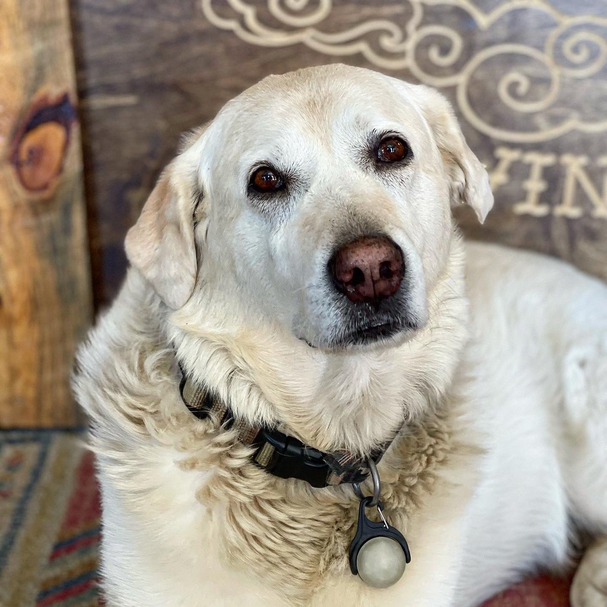 JayDucoteTravel's tweet image. The brewery dog of Howlin Wind Brewing, Rollinsville, CO. #brewerydog #brewerydogs #brewery #craftbeer #brewerylife