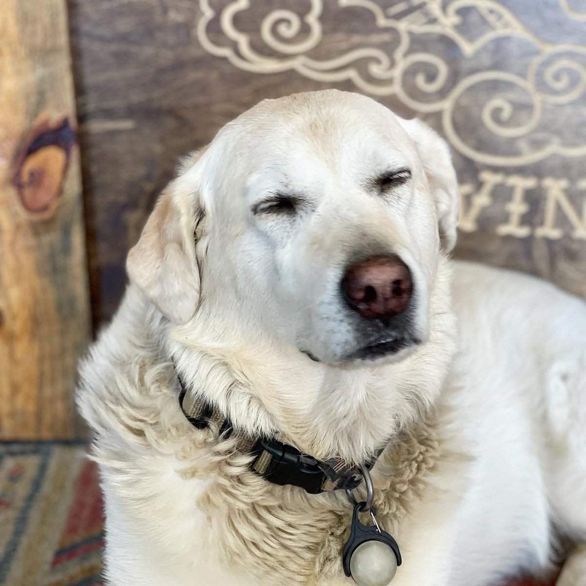 JayDucoteTravel's tweet image. The brewery dog of Howlin Wind Brewing, Rollinsville, CO. #brewerydog #brewerydogs #brewery #craftbeer #brewerylife