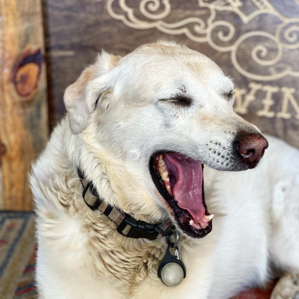 JayDucoteTravel's tweet image. The brewery dog of Howlin Wind Brewing, Rollinsville, CO. #brewerydog #brewerydogs #brewery #craftbeer #brewerylife