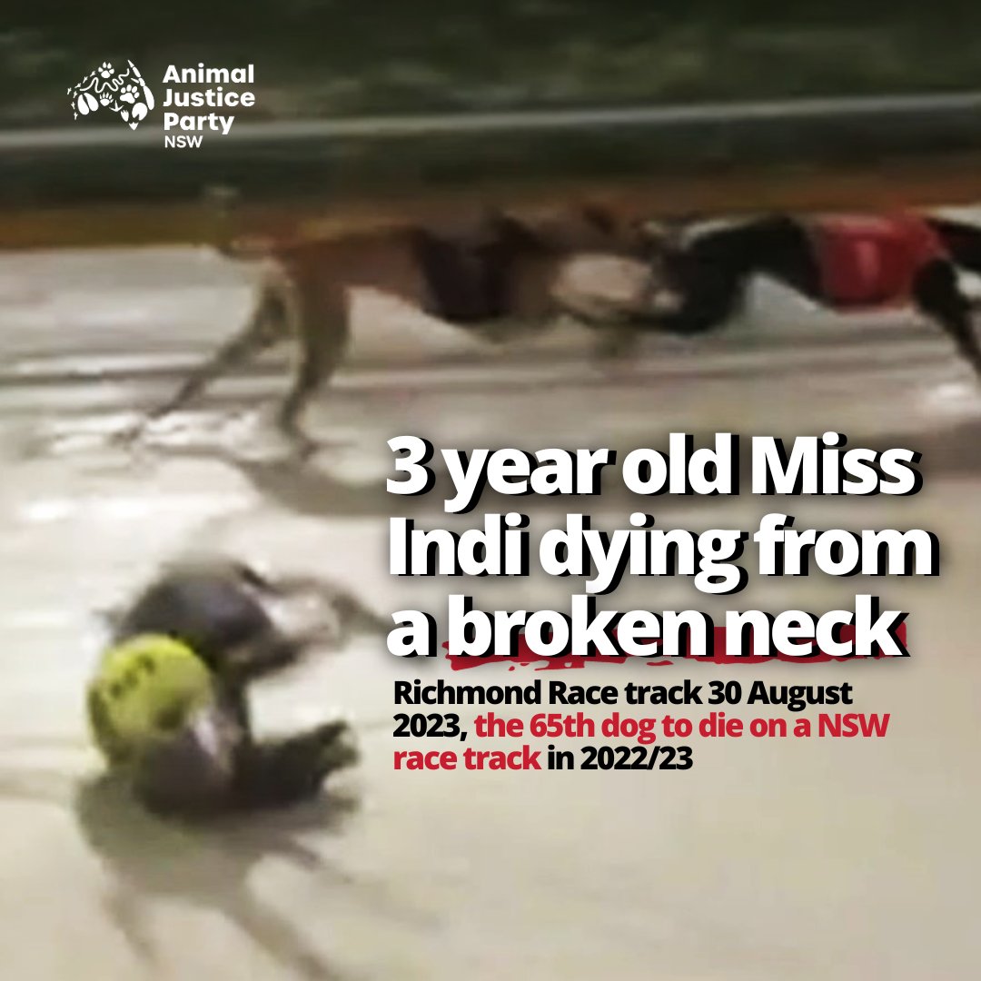Miss Indi, just 3 years old, born into an industry that exploits #greyhounds for profit. She never knew the love, comfort, or affection all dogs deserve. She died in the most horrific way, all for money's sake. This industry thrives with the support of the #NSWGovernment.