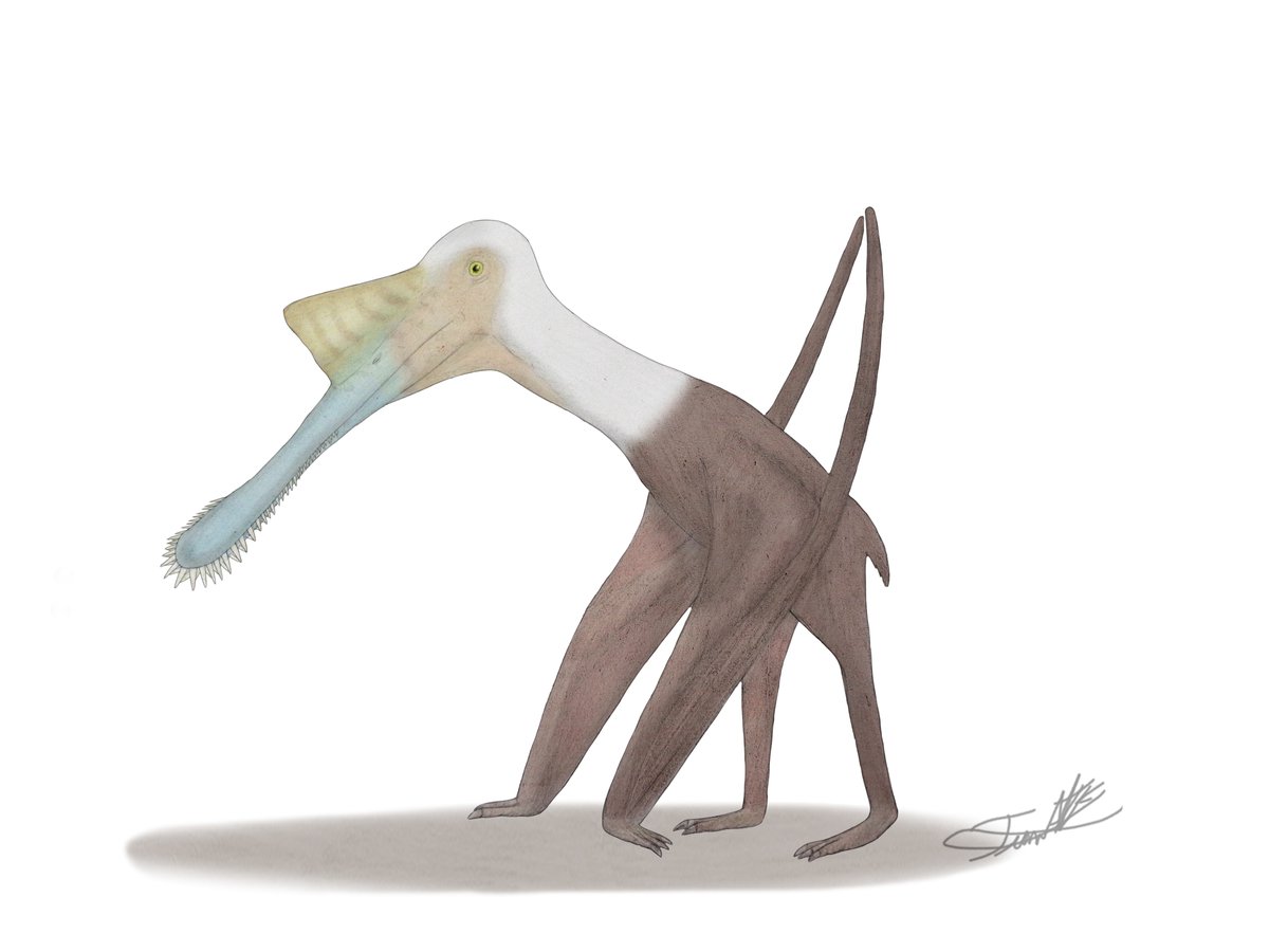 Paleo-ilustración de #Lusognathus. almadrava
Es un pterodactiloide gnatosaurio, que se alimentaba por filtración, es el primer pterosaurio descrito en portugal y también uno de los más grandes de la época , con una envergadura estimada: 3,6 metros . #paleoart #pterosaur