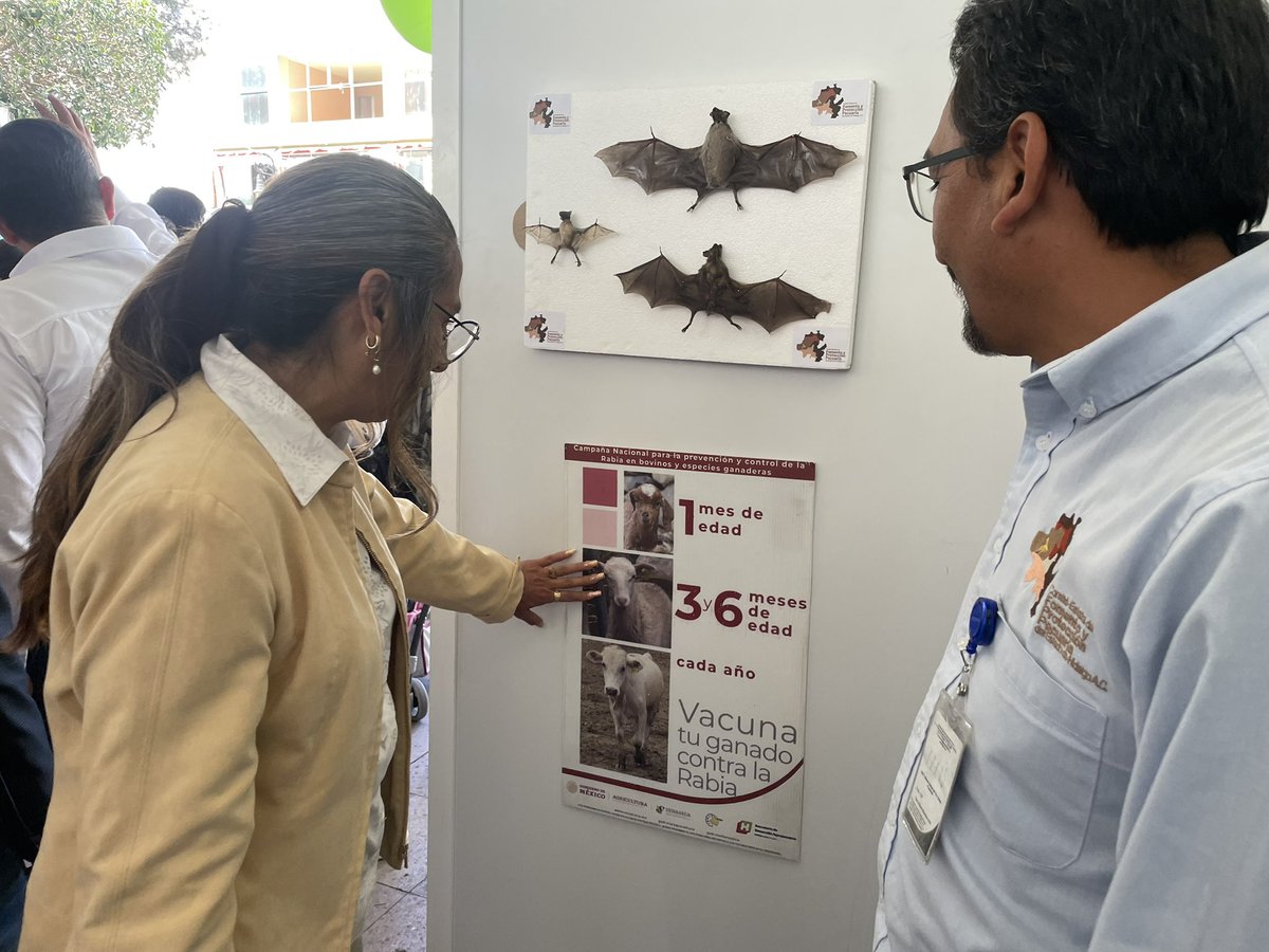 cefpphidalgo's tweet image. Bajo la visión de “Una Sola Salud” participamos en el arranque de la jornada nacional de vacunación antirrábica canina y felina, en Tulancingo, donde expusimos las acciones que realizamos en la Campaña para la prevención y control de la Rabia en bovinos y especies ganaderas.