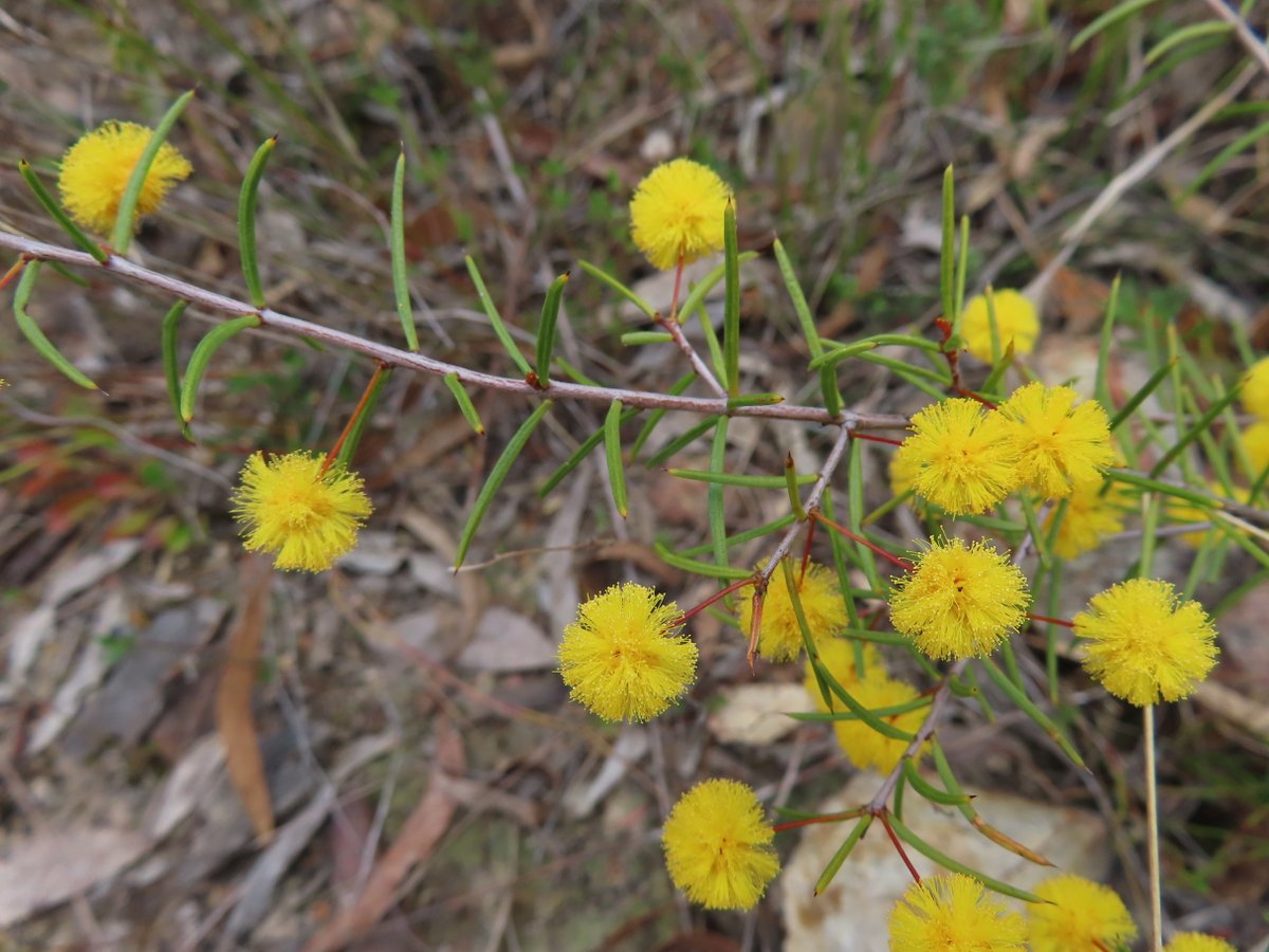 Heath Wattle or Acacia brownii now in flower at Bombay Reserve on the Shoalhaven River, NSW #Citizenscience #biodiversity <a href="/NatureMapr/">NatureMapr</a> <a href="/CitSciOZ/">Australian Citizen Science Association</a> <a href="/NewSouthWales/">New South Wales</a>