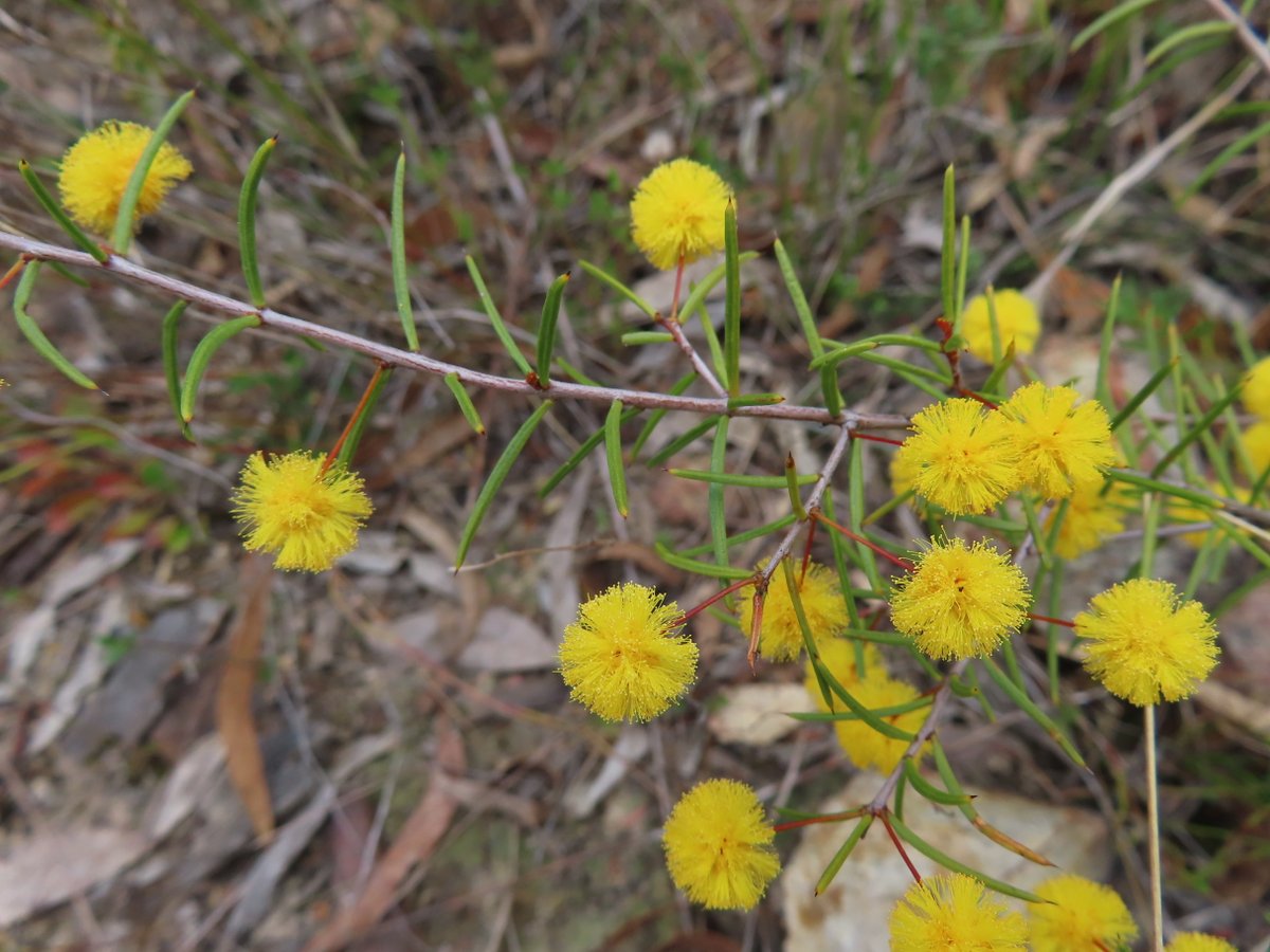 Heath Wattle or Acacia brownii now in flower at Bombay Reserve on the Shoalhaven River, NSW #Citizenscience #biodiversity @NatureMapr @CitSciOZ @NewSouthWales