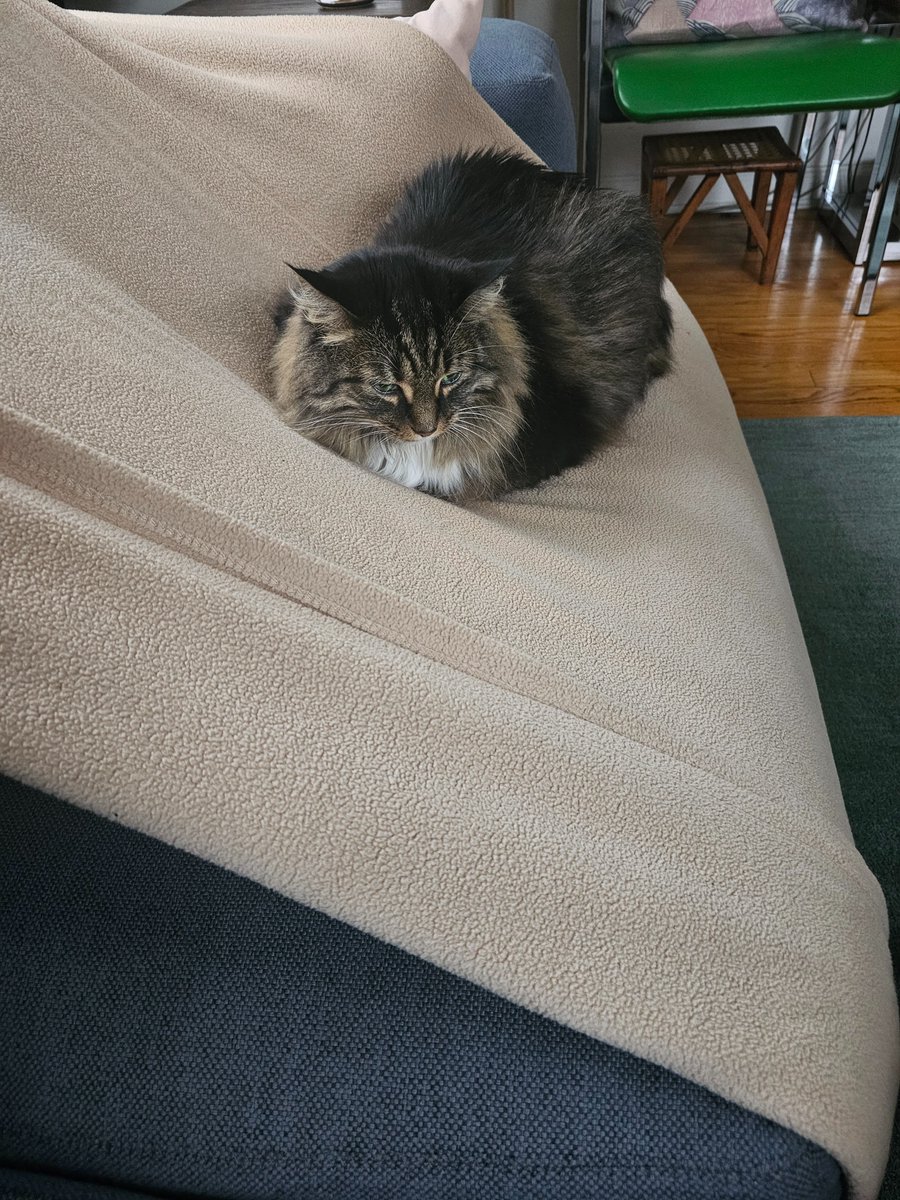 valleysofblood's tweet image. bunk bed