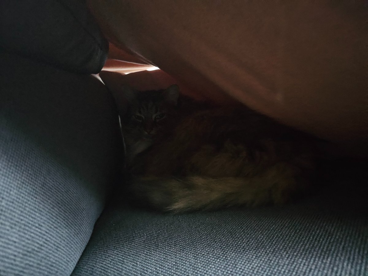 valleysofblood's tweet image. bunk bed