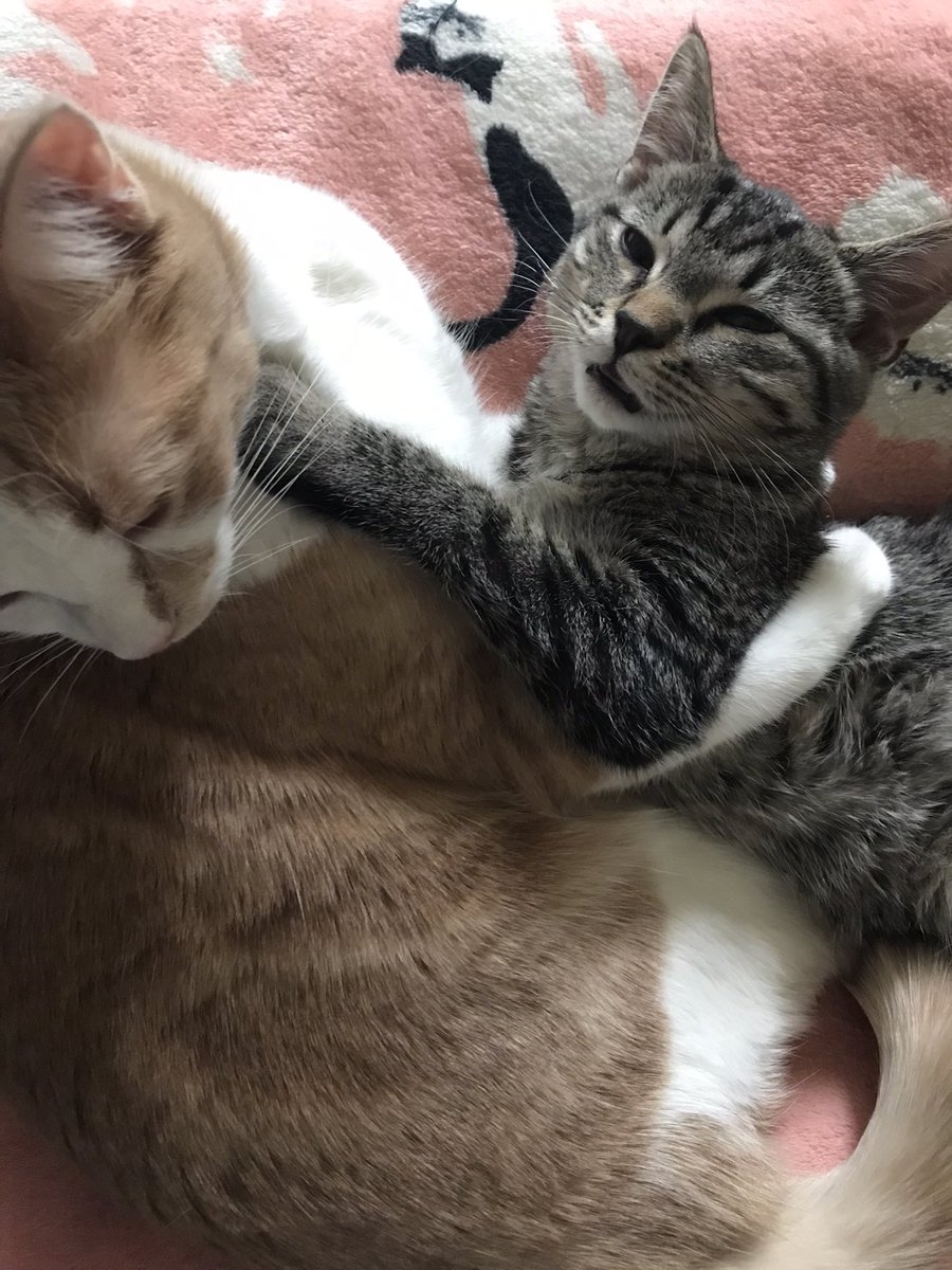 House_of_Hubbs's tweet image. I was worried that Max would be sad forever when Latifah died but she has bonded with Ruby so well and they love each other so much 
😭😭❤️❤️ #CatsOfTwitter #MaxandRuby