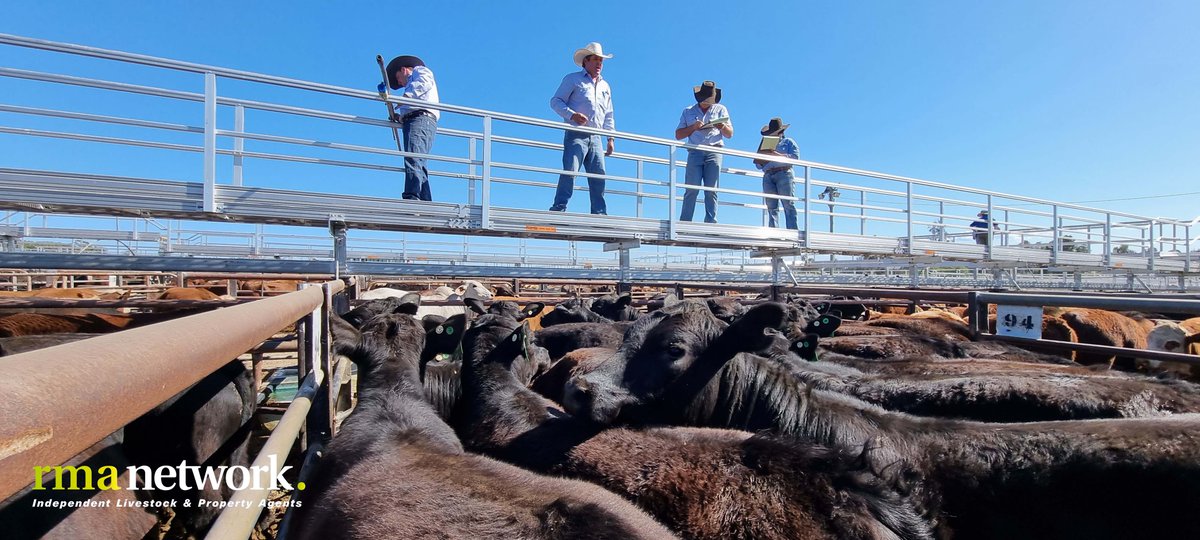 rmanetwork's tweet photo. Gunnedah Prime Cattle Sale, Tuesday 26th September 2023. 

Selling agents were Hamilton Mortimer Agency and James Bradford Rural. 

#cattle #rmanetwork #stockandstationagent https://t.co/mzuWfCko8z